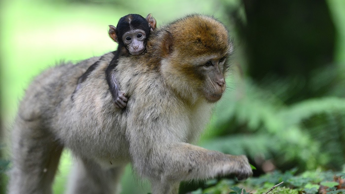 Affenberg Salem — Bild 1