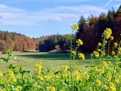 Grillplatz Eichelrain Allensbach