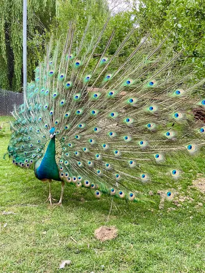 Haustierhof Reutemühle Überlingen