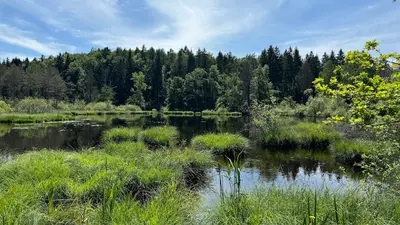 Naturschutzgebiet Dingelsdorfer Ried