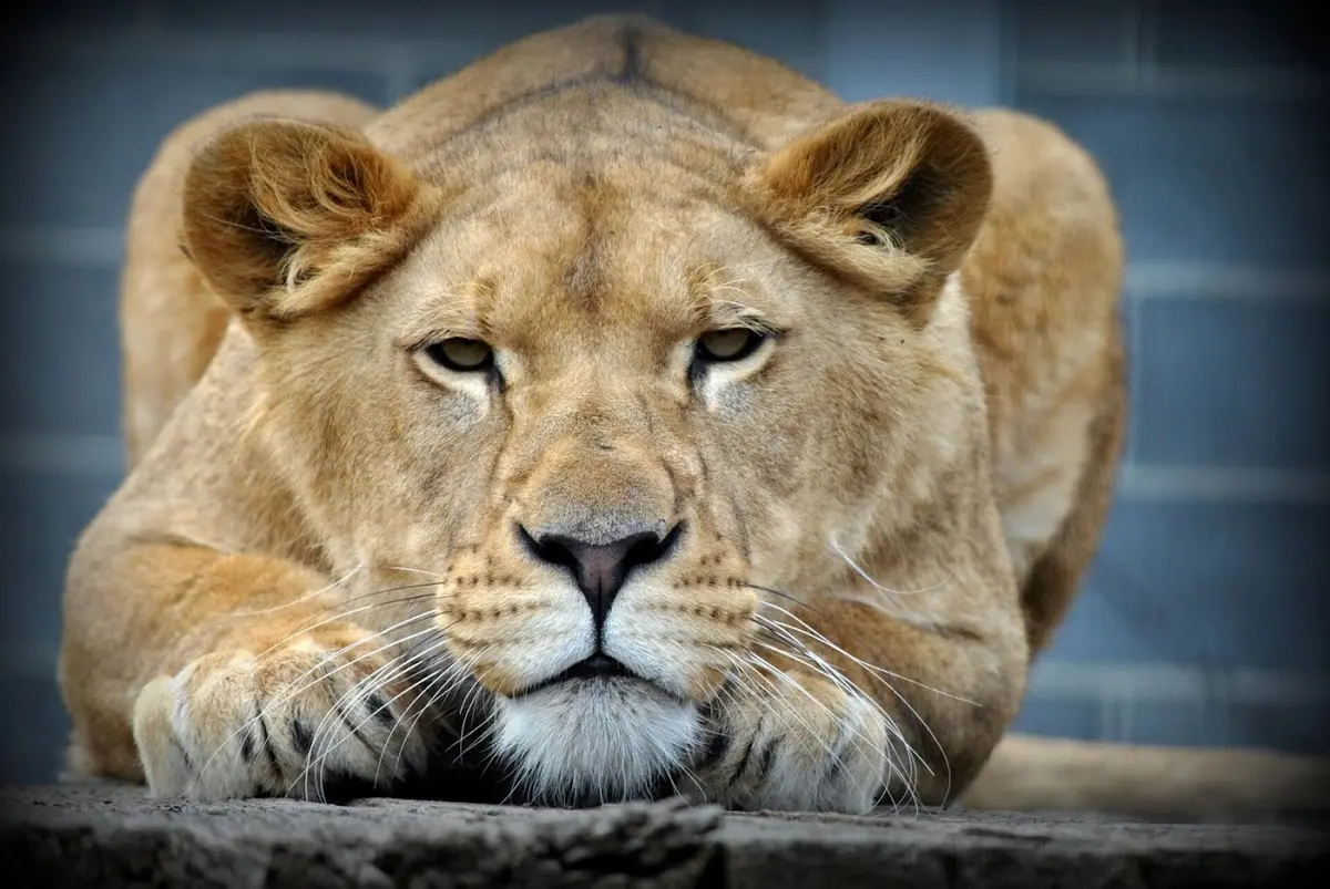 Plättli Zoo — Bild 1