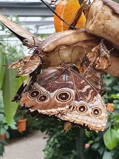 Schmetterlingshaus Insel Mainau
