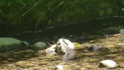 Seeuferweg Steinach–Horn–Arbon