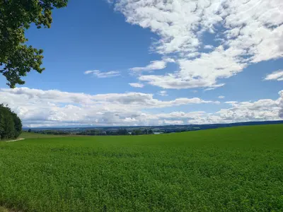 Walderlebnispfad Allensbach – Ameisenpfad