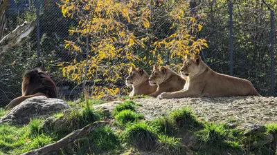 Walter Zoo Gossau — Zoo-Theater "Chaos im Zauberwald"