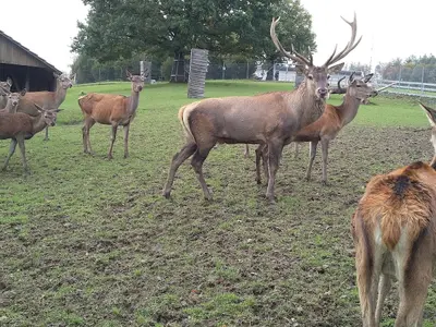 Wildpark Peter und Paul